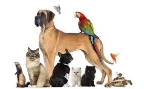 Mascotas